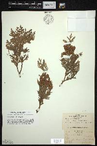 Thuja occidentalis image