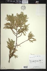 Thuja occidentalis image