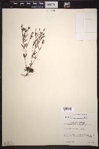 Houstonia longifolia image