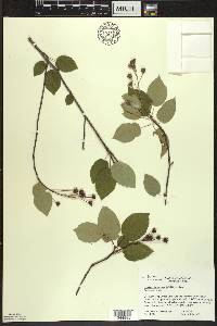 Amelanchier laevis image