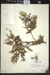 Thuja occidentalis image