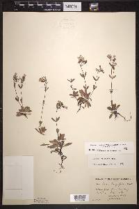 Houstonia canadensis image