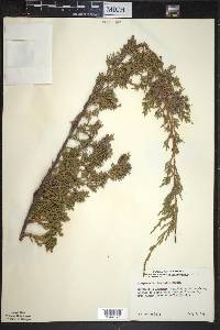 Juniperus horizontalis image