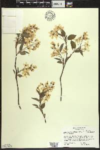 Amelanchier laevis image