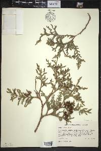 Thuja occidentalis image