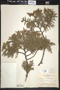 Thuja occidentalis image