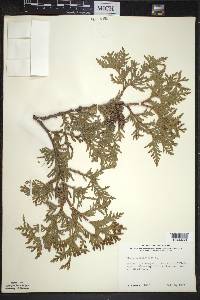 Thuja occidentalis image