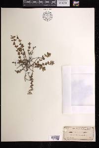 Euphorbia adenoptera image