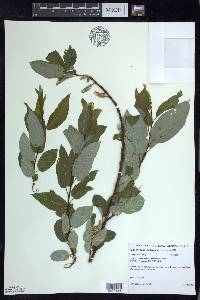 Salix pyrifolia image