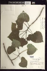 Populus deltoides subsp. monilifera image