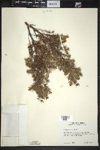 Juniperus communis var. depressa image