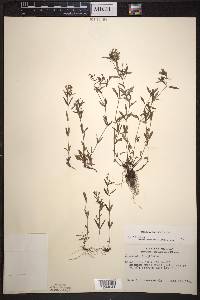 Houstonia longifolia image