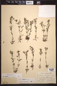 Houstonia longifolia image