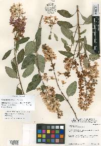 Galphimia speciosa image