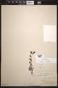 Houstonia longifolia image