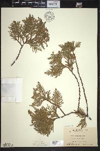 Thuja occidentalis image