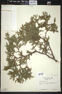 Thuja occidentalis image