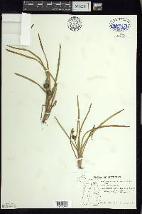 Sparganium angustifolium image