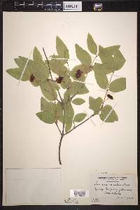 Lonicera canadensis image