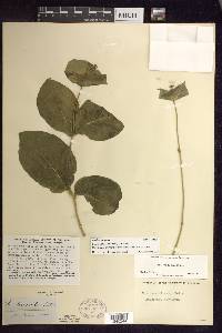 Lonicera hirsuta image