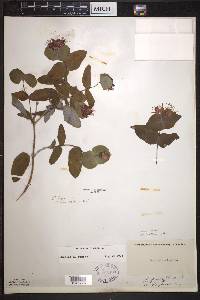 Lonicera dioica image