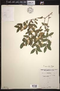 Lonicera morrowii image