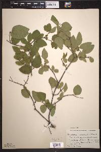 Lonicera canadensis image