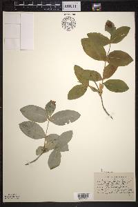 Lonicera dioica image