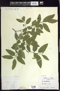 Lonicera canadensis image