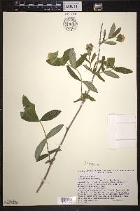 Lonicera dioica image