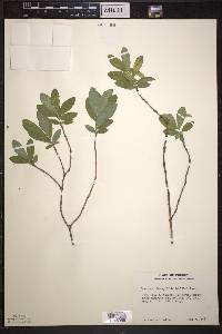 Lonicera oblongifolia image