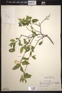 Lonicera canadensis image