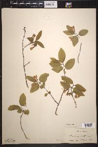 Lonicera canadensis image