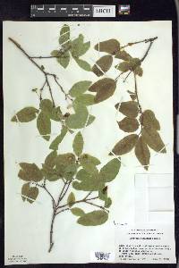 Lonicera canadensis image