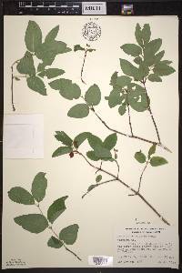 Lonicera canadensis image