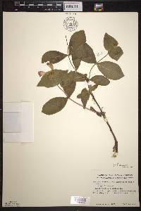 Lonicera dioica image