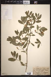 Lonicera oblongifolia image