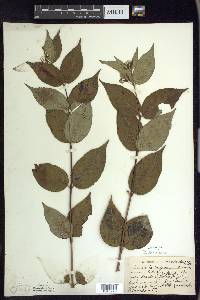 Diervilla lonicera image