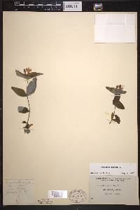 Lonicera dioica image