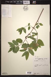 Lonicera canadensis image