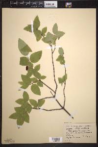 Lonicera canadensis image