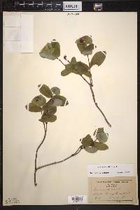 Lonicera dioica image