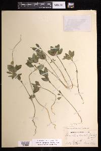 Euphorbia cuphosperma image