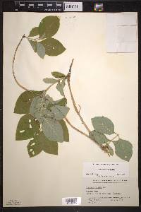 Lonicera hirsuta image