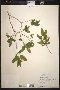 Lonicera canadensis image