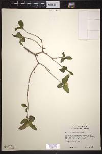 Lonicera canadensis image