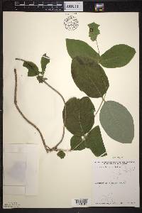 Lonicera hirsuta image