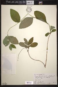 Lonicera hirsuta image