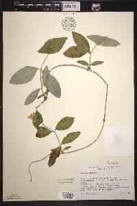 Lonicera dioica image