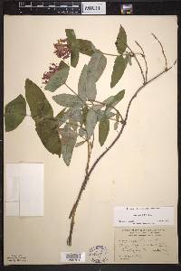 Lonicera dioica image